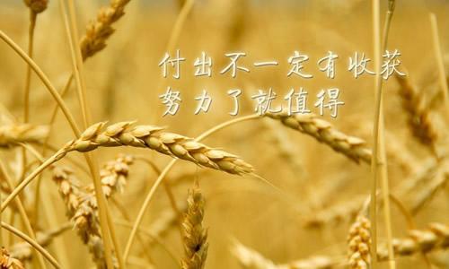 努力 - 成功的前提_600字