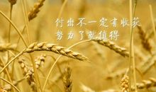 努力--成功的前提_600字