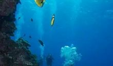 假如我是潜水员_100字