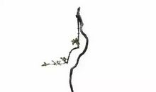 生命的格调_800字