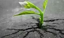 生命需要坚强_1000字