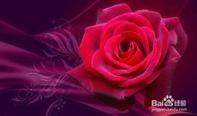 玫瑰的真情_1000字