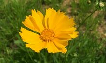 阳光依旧明媚_1500字