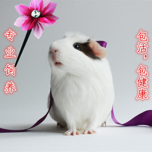 单位成分：荷兰猪_700字