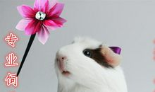 单元作文：荷兰猪_700字