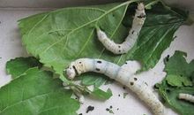 单元作文：我的蚕宝宝_750字