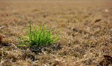 假如我是一棵小草_200字