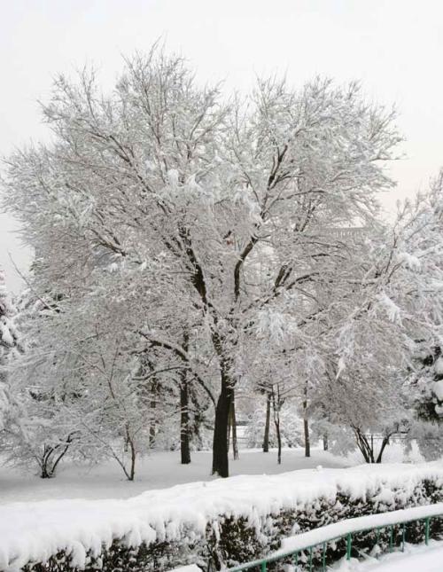 美丽的雪景_400字