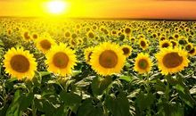 向日葵的眼泪_700字