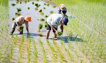 抹不去的思念_900字