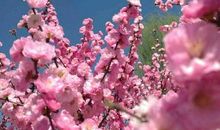 我爱你，春天_500字