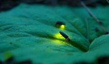 萤火虫为什么会发光_200字