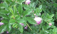 五月春雨见真情_1500字