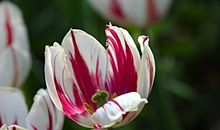 那一段夏花般绚烂的时光_900字