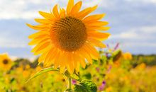 夏天的镜头_750字