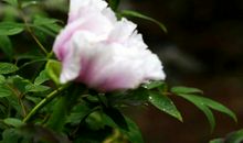 [PK赛]关于雨的作文：雨后_500字