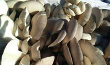 初三议论文：德不孤，比有邻_900字