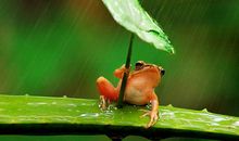 [PK赛]关于雨的作文：出乎意料的雨后_900字