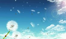 蒲公英的愿望_100字