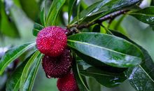 [PK赛]关于雨的作文 在梅雨江南旅行_750字