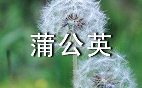 高调组成：蒲公英种子_550字