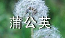 高三状物作文：蒲公英的种子_550字