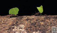 高三日记：观察蚂蚁_700字