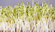 高三日记：绿豆的蜕变_1500字