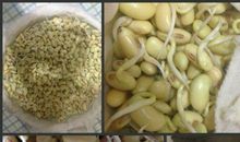 高三日记：黄豆生长日记_1200字