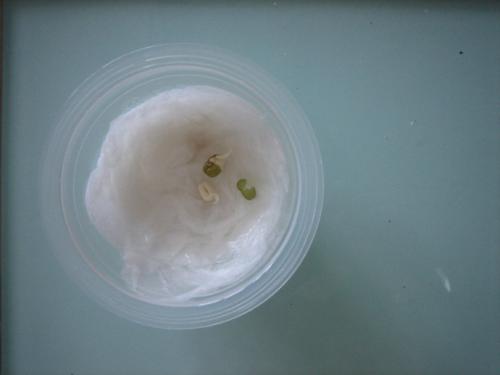 高三天记录：绿豆新芽_800字