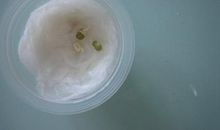 高三日记：绿豆发芽_800字