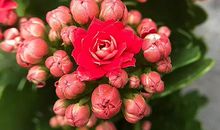 高三日记：长寿花_800字