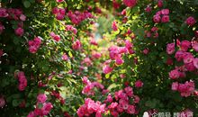 浪漫花季诗一首_550字