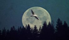 守得云开见月明_700字