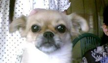 小狗”胖胖“_600字