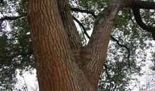 那段时光，那棵樟树_1200字