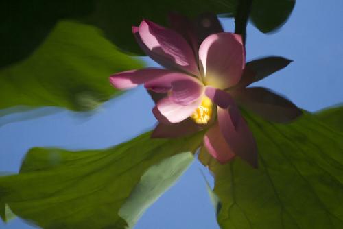 莫道歌人们花_400字