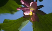 莫道宋人水中花_400字