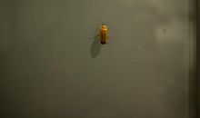 灯——萤火虫_600字