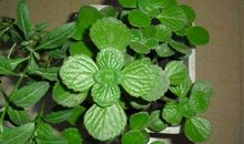 初三状物作文：碰碰香_750字