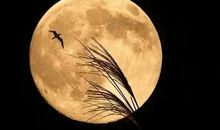 寄书长不达，况乃未休兵。