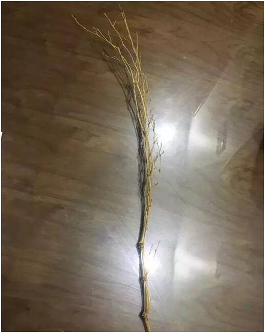 晚上，睡眠是一个大问题。故乡的蚊子必须是几套中文功夫，这是完全免疫此类农药。我想和祖母一起睡觉，但再次睡觉。所以强烈的要求在地上。奶奶只是我，帮我坐地毯。随着“嗡”和蚊子的粉丝，我进入了一个梦想。