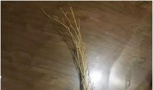 我尝到了甜美的滋味_600字