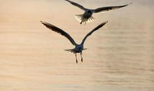 青春-飞鸟_150字