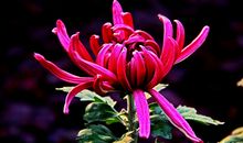 窗前的白菊花_1200字