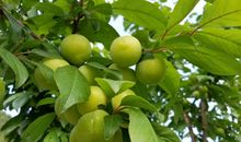 那味道，缕缕温情_900字