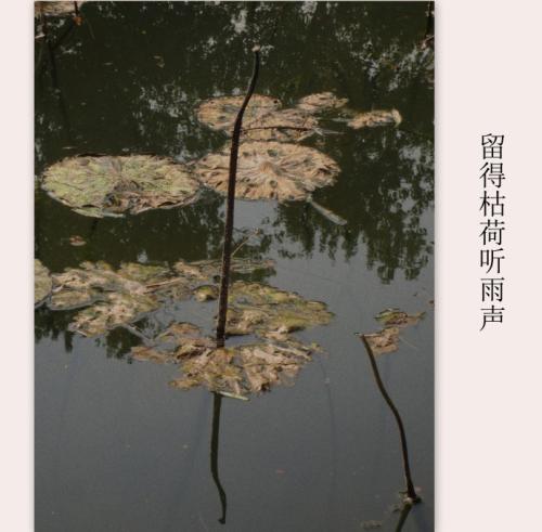 保持有点心情听雨_800字