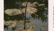 留点心情听雨声_800字