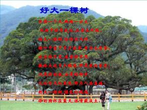 那棵树_1500字