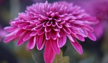 无赏花自开_800字